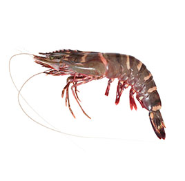 Tiger Prawns